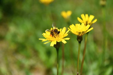 Bir arı sarı bir çiçek bir çayırda pollinates.