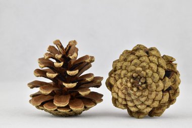 Bir çam kozalağı duran, beyaz bir arka plan üzerinde yalan ikinci koni.