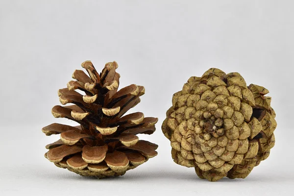 Bir çam kozalağı duran, beyaz bir arka plan üzerinde yalan ikinci koni.