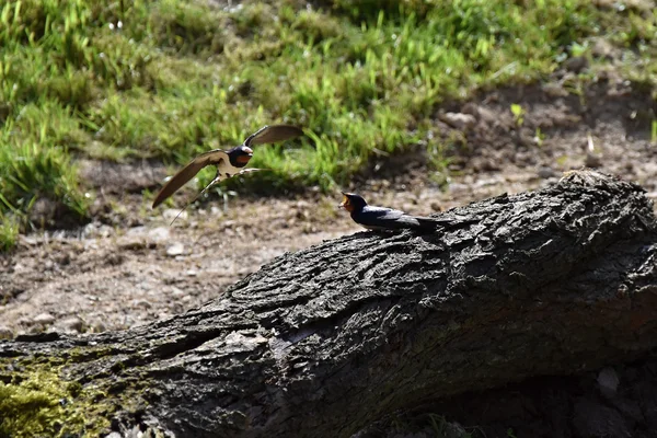 Zwei Schwalben. Eine Schwalbe sitzt auf einem Baum und die andere fliegt herum. — Stockfoto