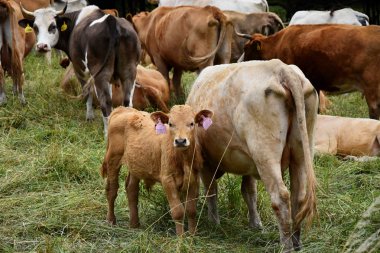 Buzağı bir arazide inekler anne ile standları.