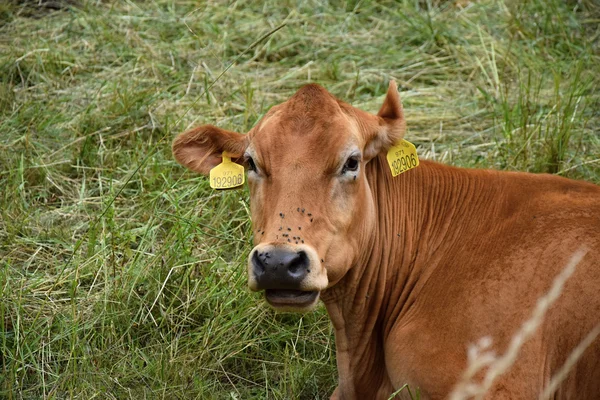 Ko liggande i en betesmark i spetsen för en fluga. — Stockfoto
