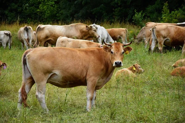 Ko betesmark nära skogen. Kor i bakgrunden. — Stockfoto