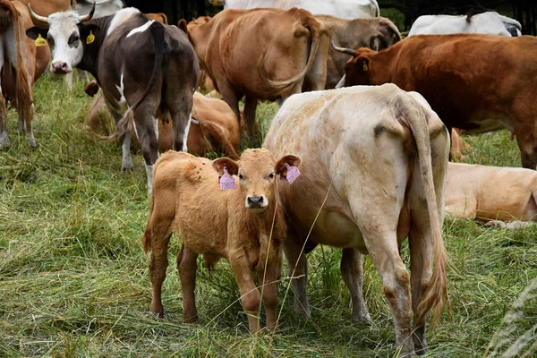 Kalven står i en betesmark med kor mamma. — Stockfoto