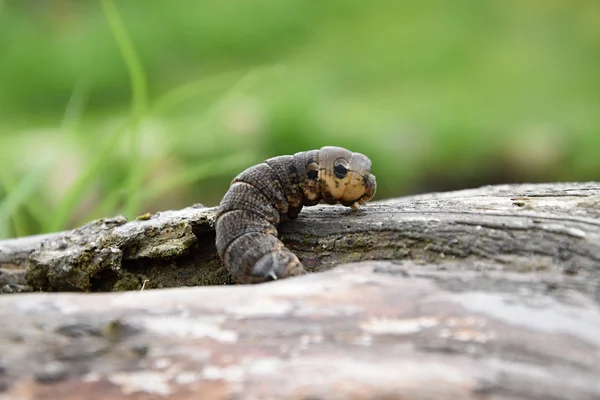 Deilephila elpenor - büyük tırtıl tahtaya tarama