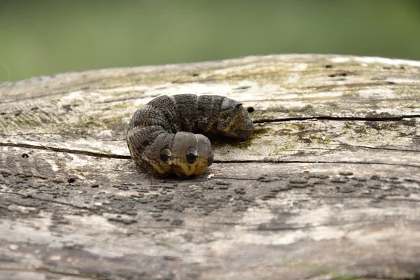 ベニスズメ - 木材に大きな虫 — ストック写真