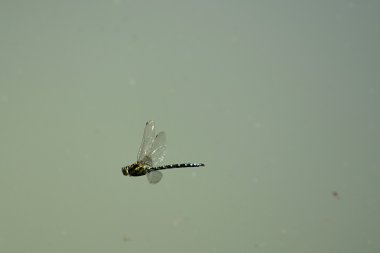 Yusufçuk suyun üstünde uçan