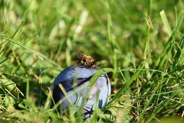 Пчела на сливе, лежащей в траве — стоковое фото