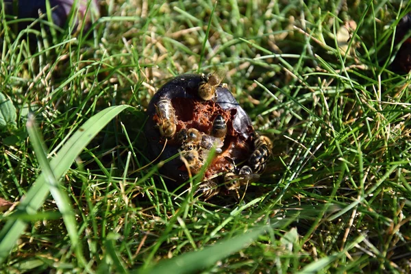 Abejas para comer ciruela caída — Foto de Stock