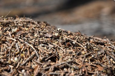 Ufuk orman karınca yuvası