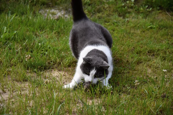 Il gatto ha catturato il topo . — Foto Stock