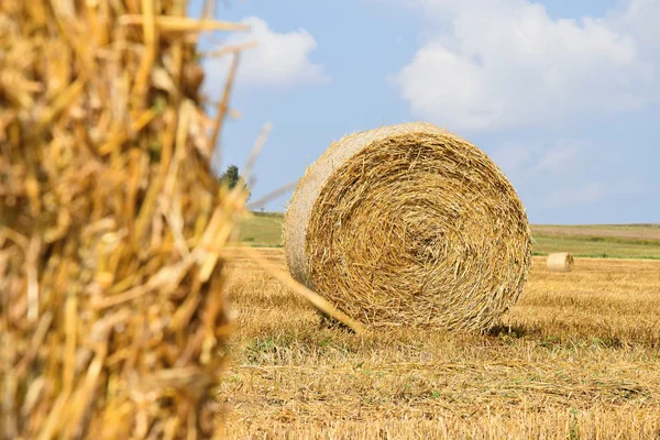 Straw bales on the yellow field. Focus on distance. — Stock Photo, Image
