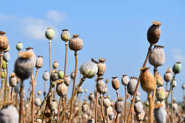 The field is ripe poppy — Stock Photo, Image