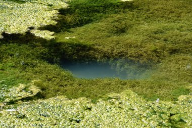 Fazla büyümüş gölet bataklık