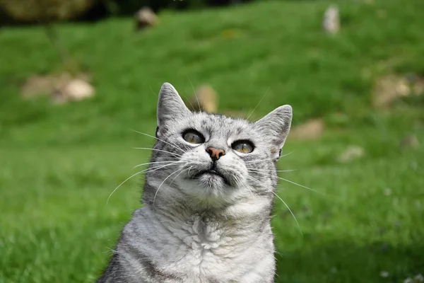 Grå Tabbykatt titta uppåt — Stockfoto