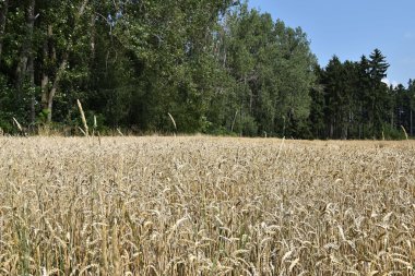 Orman buğday tarlada.
