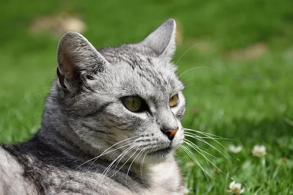 Tabby-graue Katze starrt romantisch in die Ferne — Stockfoto
