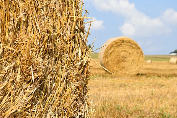 Straw bales on the yellow field. Focus on close. — Stock Photo, Image