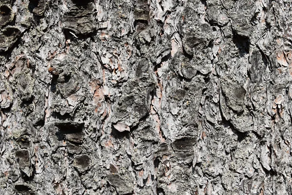 Casca de pinheiros de textura — Fotografia de Stock