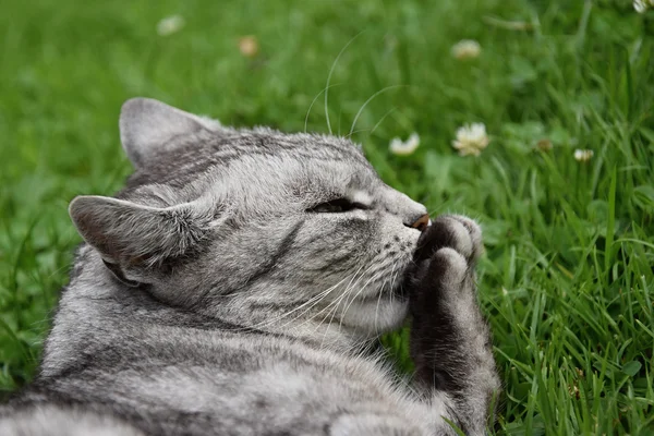 Tabby abu-abu kucing menjilati kakinya — Stok Foto