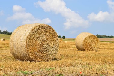 Yazın hasat edilen saman balyalarıyla