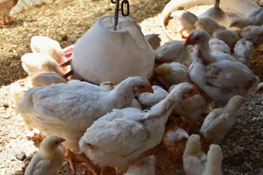 Besleyici, kalabalığın içinde ayakta tavuk