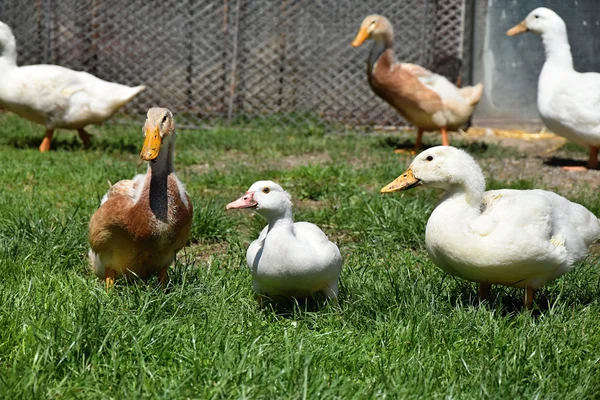 Brown and white duck on a farm. — Stock Photo, Image
