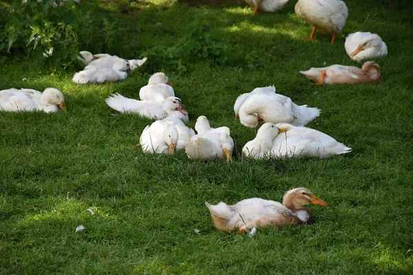 Brown and white duck sitting in the grass on a farm. — Stock Photo, Image