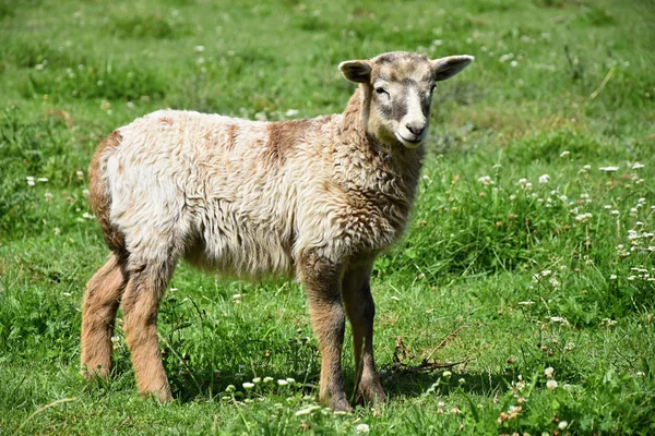 Schattig lam op een weide — Stockfoto