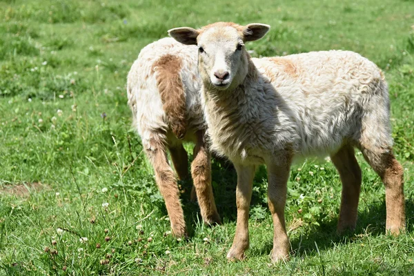 Två vackra lamm på bete — Stockfoto