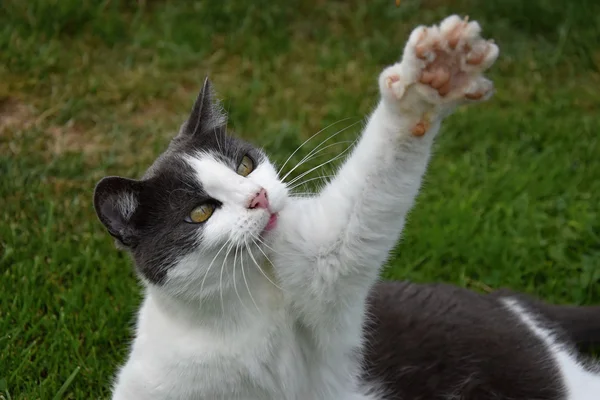 Svart och vit katt liggande i gräset och lyfte en tass upp — Stockfoto