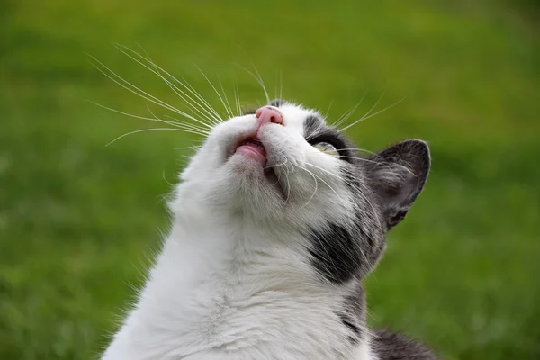 Schwarz-weiße Katze schaut auf, Gras Hintergrund — Stockfoto