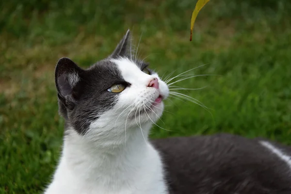 Gatto bianco e nero sdraiato sull'erba e che guarda una foglia da un albero — Foto Stock