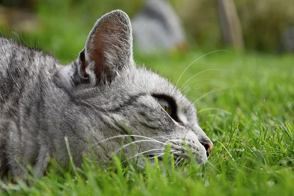 Szürke cirmos cica, már a fejét, pihen a fűben — Stock Fotó