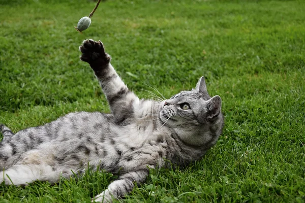 Grå tabby katt liggande i gräset och lyfte en tass och fångster vallmo — Stockfoto