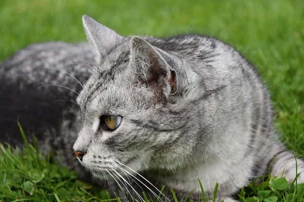 Gris gato tabby mirando en la hierba — Foto de Stock