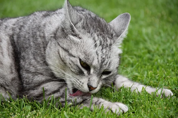 灰色的猫躺在草地上和舔她右爪子 — 图库照片