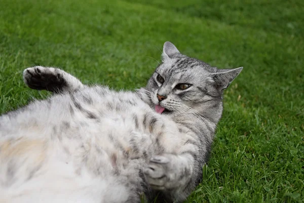 Γκρι τιγρέ γάτα ξαπλωμένος ανάσκελα στο γρασίδι και γλείφει τη γούνα — Φωτογραφία Αρχείου
