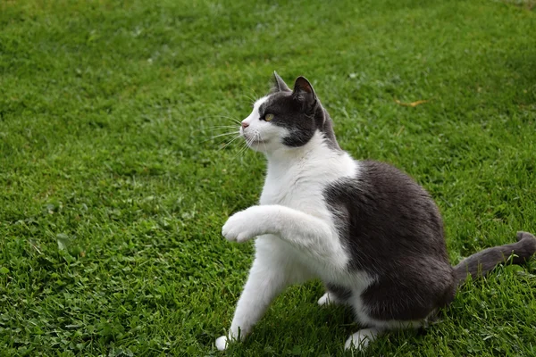 Black and white cat sitting in the grass and lifted a paw up — Stock Photo, Image