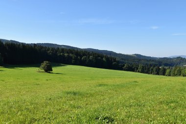 Güneşli bir dağ çayır