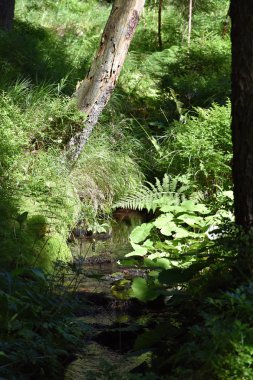 Ormanın derinliklerinde