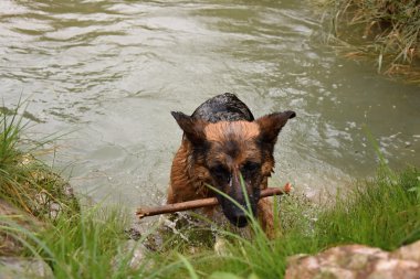 Alman çoban köpek denizden kıyıya gider ve bir sopa taşıyor.