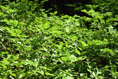 Yaban mersini bitki. Orman yaban mersini.