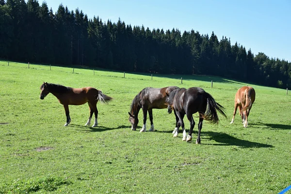 Pferde auf der Weide — Stockfoto