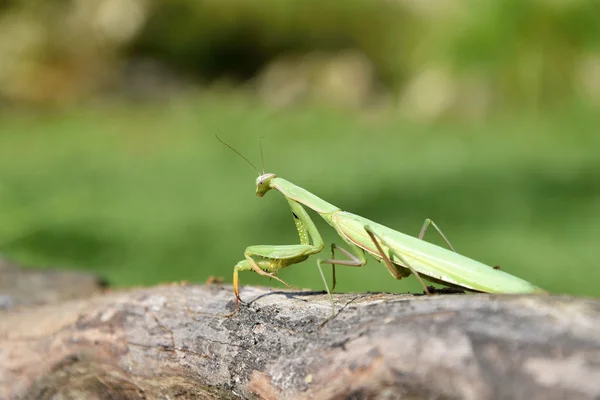 坐在木头上的绿色螳螂。螳螂菩提树. — 图库照片