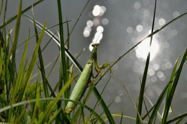 Otların arasında oturan ve su düzeyinde seyir yeşil peygamber devesi. Mantis bileğinde.