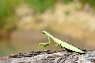 Yeşil mantis ahşap üzerine oturuyor ve mesafe içine görünüyor. Mantis bileğinde.