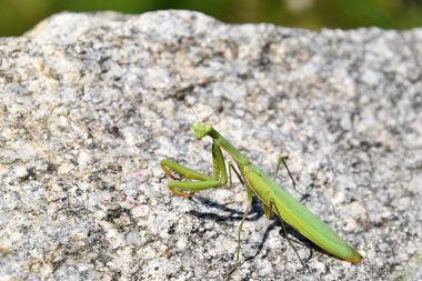 Bir taş üzerine oturan yeşil peygamber devesi. Mantis bileğinde.