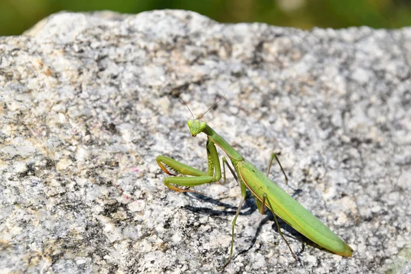 Groene mantis zittend op een steen. Mantis religiosa. — Stockfoto