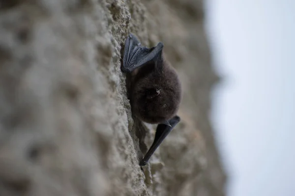 Fledermaus Eine Kleine Fledermaus Hängt Der Wand — Stockfoto